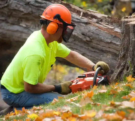 tree services Wilkesboro